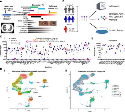 Case report: Immune profiling links neutrophil and plasmablast dysregulation to microvascular damage in post-COVID-19 Multisystem Inflammatory Syndrome in Adults (MIS-A)